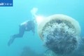 Quay được sứa khổng lồ như sinh vật ngoài hành tinh
