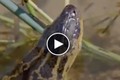 Khoảnh khắc trăn khổng lồ Anaconda sinh con dưới nước