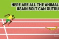 Vua tốc độ Olympic 2016 chạy nhanh hơn những động vật nào?