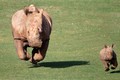 Ảnh động vật tuần qua: Mẹ con tê giác "thi chạy"