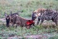 Ảnh động vật tuần qua: Linh cẩu ăn thịt con linh dương đầu bò