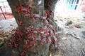 Ảnh động vật tuần: Cua đỏ di cư trên đảo Giáng sinh