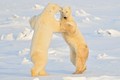 Xem gấu Bắc Cực khiêu vũ điêu luyện trên băng