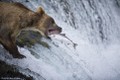 Cận cảnh gấu đói chầu chực săn cá hồi 