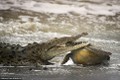 Kinh hãi cảnh tượng cá sấu hạ sát rùa biển