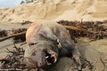 Xác “quái vật” bí ẩn trôi dạt vào bờ biển Mỹ