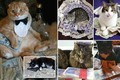 Dân mạng phát sốt vì những chú mèo giàu nhất thế giới