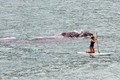Cá voi khổng lồ truy đuổi cô gái chèo ván trên biển