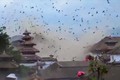 Cảnh chim bay tán loạn vì động đất ở Nepal