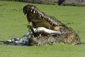 Kinh hoàng cá sấu khổng lồ cắn nát đồng loại trong miệng