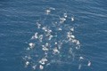 Ngoạn mục cảnh 60 cá voi lưng gù mở tiệc trên biển