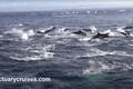 Kịch tính cá voi truy sát 1.000 cá heo trên biển