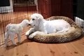 Tình bạn đặc biệt giữa chó và dê con