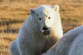 Gấu Bắc Cực bị mắc lưỡi trong vỏ lon suốt 2 tuần