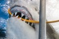 Phút kinh hoàng cá mập cắn đứt dây ống thở của thợ lặn