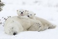 Ngộ nghĩnh cảnh gấu Bắc Cực con cố đánh thức mẹ