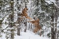 Cặp hổ dữ quyết chiến tranh bạn tình trong rừng tuyết