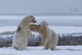 Gấu Bắc Cực "tử chiến" trên tuyết trắng