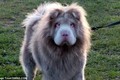 Murphy - chú siêu chó đột biến có ngoại hình như sư tử