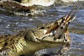 Cá sấu khổng lồ xẻ thịt linh dương theo bạn tình vượt sông