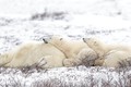Ảnh động vật tuần: Gấu bắc cực tận hưởng mùa đông, giải cứu hổ...
