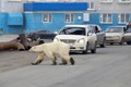 Ảnh động vật: Gấu Bắc cực "khuấy đảo" đường phố, thiên nga cõng con...