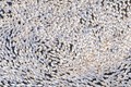 Ảnh động vật: Cảnh tượng 6.000 con ngỗng cùng ăn một lúc