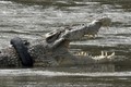 Ảnh động vật: Cá sấu mắc kẹt, thiên nga trượt trên mặt băng