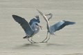 Ảnh động vật tuần qua: Chim diệc kiếm ăn trên mặt nước đóng băng