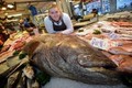 Cá mú khổng lồ nặng gần 200kg xuất hiện ở Anh