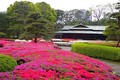 Ngắm khu vườn xanh mướt trong cung điện Hoàng gia Nhật Bản