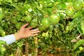 Đổ nghìn tỉ trồng cây ăn trái, các “ông lớn” toan tính gì?