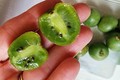 Kiwi tí hon giá chát 1 triệu đồng/kg khiến chị em “phát cuồng“