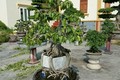 Mỏi mắt ngắm bonsai có rễ cây cực nghệ thuật