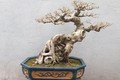 Khô như củi, bonsai không lá độc dị vẫn đẹp hút hồn