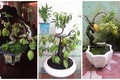 Mê mẩn những chậu khế bonsai dáng siêu đẹp