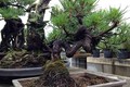 Mê mẩn loạt bonsai thông đen đẹp ngây ngất