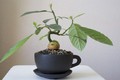 Ngắm bơ bonsai chơi Tết cực sành điệu