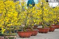 Mai vàng miền Nam bán sớm ở chợ hoa Tết Hà Nội