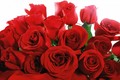 Ý nghĩa của từng màu sắc hoa hồng trong ngày Valentine 14/2