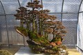 Mê mẩn loạt tuyệt tác rừng bonsai siêu đẹp