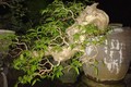 Mê tít những cây bằng lăng bonsai siêu đẹp