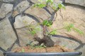 Mê tít những chậu khế bonsai mini siêu đẹp