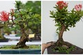 Bộ sưu tập bonsai mẫu đơn độc lạ, đẹp hút mắt