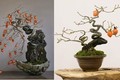 Ngắm hồng giòn bonsai tạo dáng nghệ thuật đỉnh cao