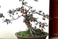 Hồng đá bonsai - Mốt chơi cây cảnh tiền tỷ Tết Kỷ Hợi 2019