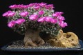 Mãn nhãn loạt xương rồng bonsai nở hoa chơi Tết cực đẹp