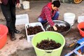 "Đột nhập" thủ phủ nuôi tôm hùm đất ở Trung Quốc