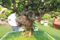 Bonsai ổi “Tể tướng Lưu gù” chủ nhân quý hơn vàng