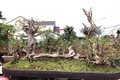 Bonsai ổi dáng “kỳ quái” khiến đại gia mê mẩn